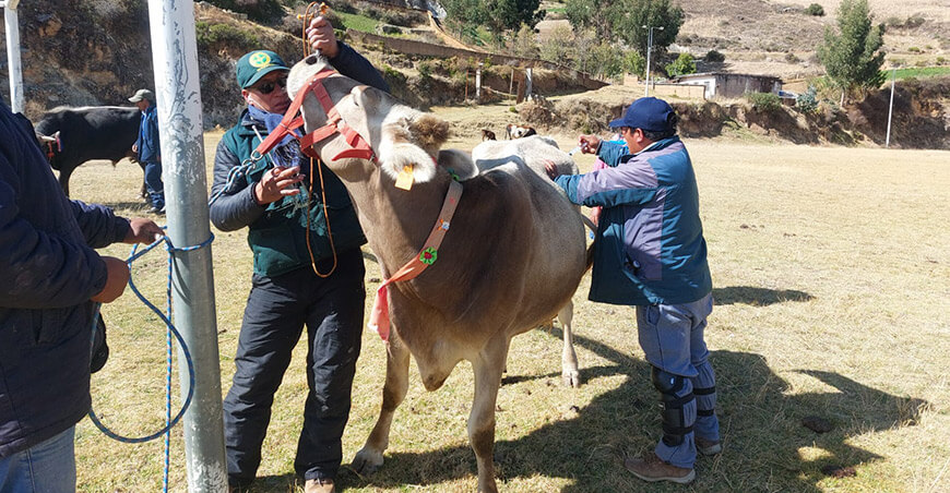 Dosificación vacunos Huancavelica Perú