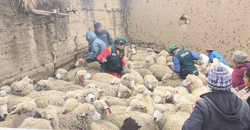 Fortalecieron la sanidad de más de 800 ovinos en Heroínas Toledo Junín 