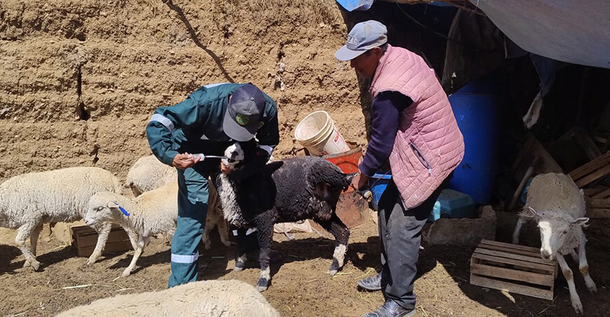 Refuerzan sanidad de 7900 ovinos en dos distritos de Jauja Junín