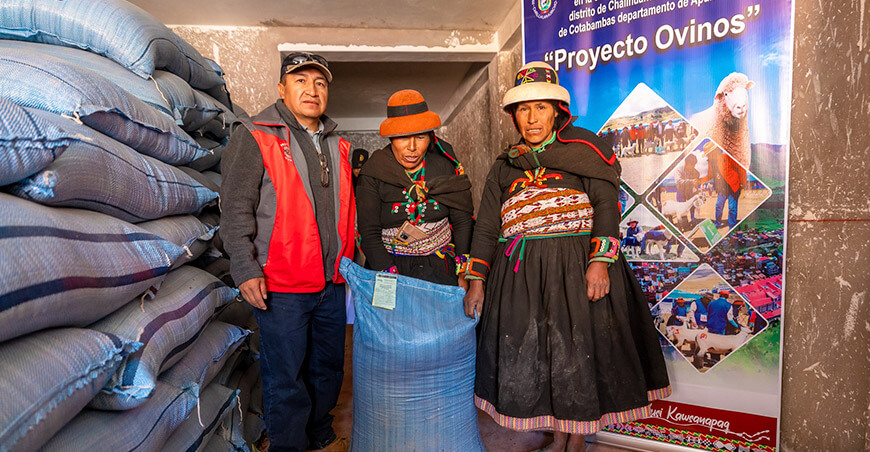Entregaron semillas de avena para fortalecer la alimentación de ovinos en Challhuahuacho Apurímac Perú