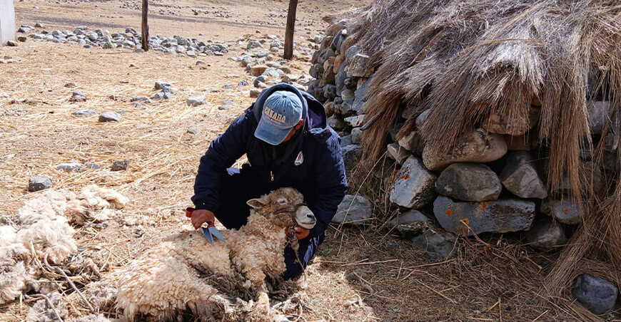 Mejoran capacidades sobre esquila de ovinos de productores de Cotabambas Apurímac