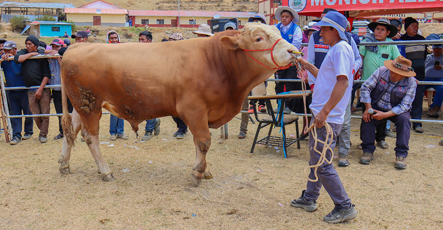 Feria Agropecuaria, Artesanal y Gastronómica Lloqueta Ccatcca Cusco Perú