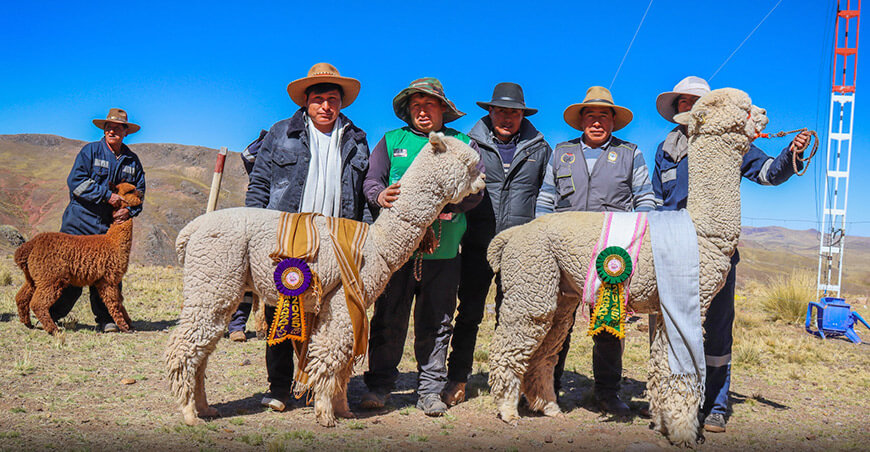 Regional Alpaquera Alto Andina Quenamari Cusco Perú