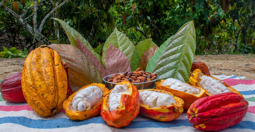 Festival del Cacao Orgánico Pichari Cusco Perú