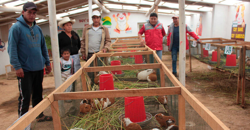 productores crianza de cuyes Foncodes