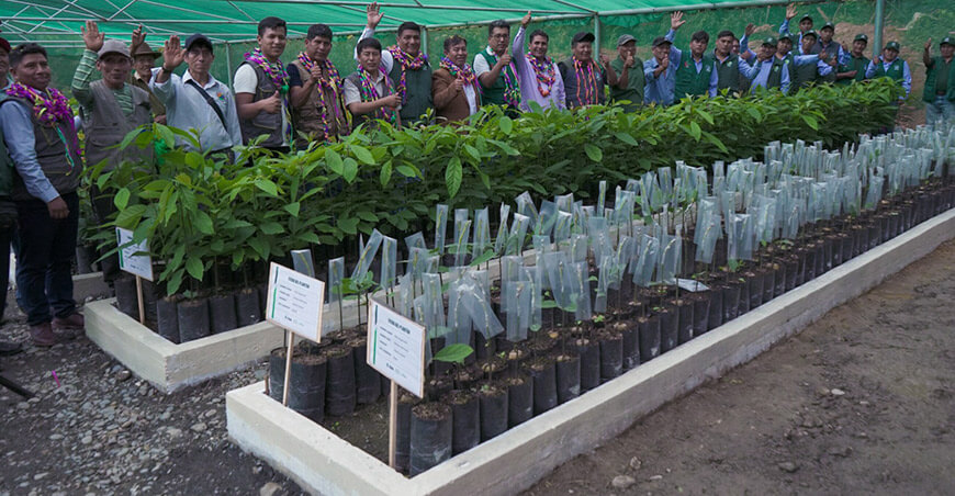 Vivero centralizado Massiapo Alto Inambari producirá 16 800 plantones frutales y forestales Puno Perú