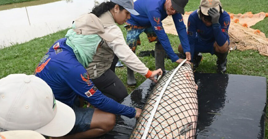 IIAP estudia la diversidad del paiche para fortalecer la piscicultura amazónica
