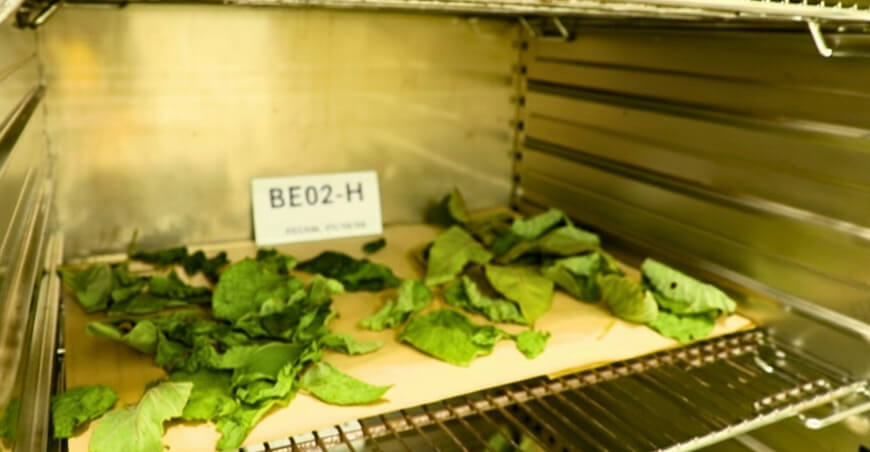 Proyecto del IIAP descubre potencial farmacológico en plantas amazónicas Perú