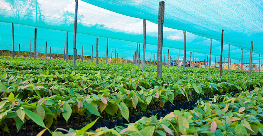 Proyecto agroforestal producción plantones en Santa Rosa Ayacucho Perú
