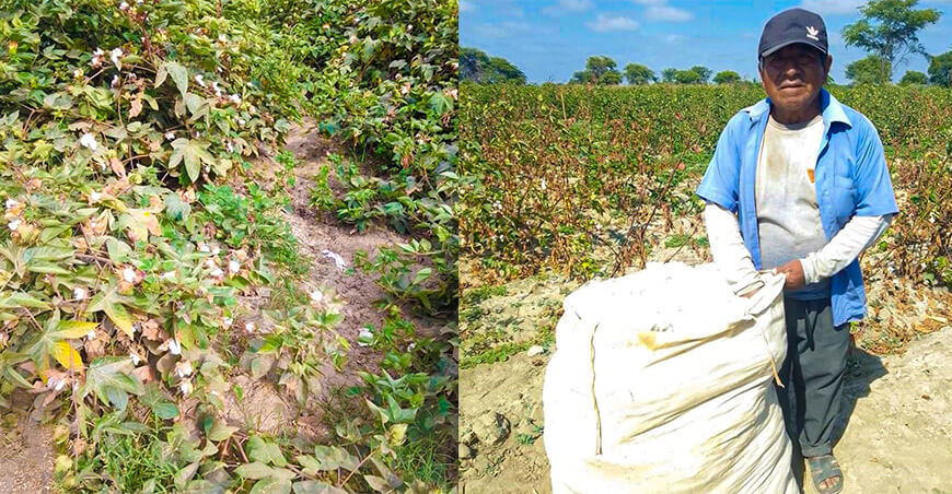 Evaluación de daños en algodón Pima reporta plagas por debajo del 1 % en Cura Mori Piura Perú