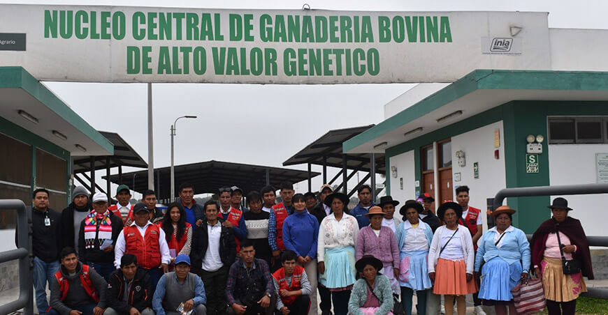 Productores adoptaron tecnologías en manejo de ganado vacuno, crianza de cuyes y cultivos hidropónicos Huancavelica INIA Perú