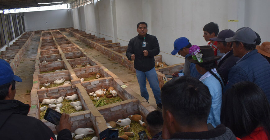 Productores adoptaron tecnologías en manejo de ganado vacuno, crianza de cuyes y cultivos hidropónicos Huancavelica INIA Perú