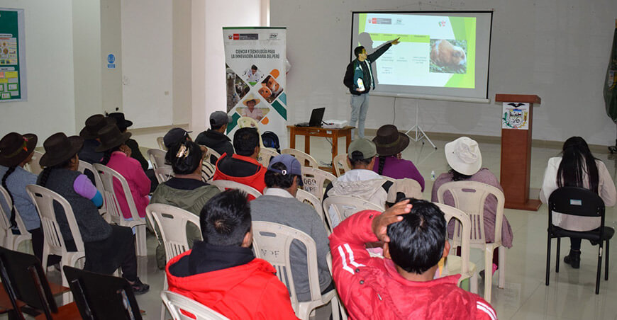 INIA transfirió tecnologías para mejorar la calidad de la carne de cuy en Huancapi en Ayacucho Perú