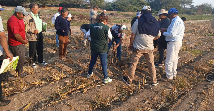 INIA transfirió tecnologías para elevar la calidad del maíz amarillo duro en Posope Lambayeque Perú