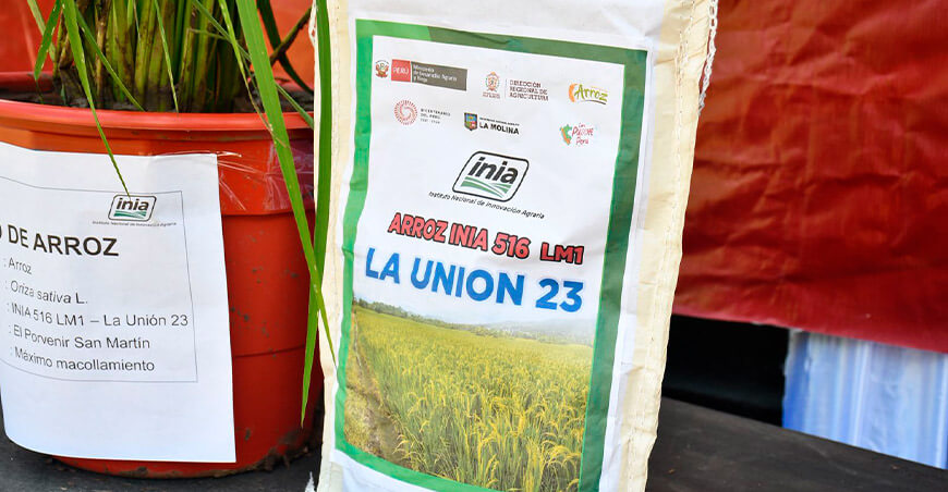 INIA entregó semillas certificadas de arroz y maíz amarillo a productores de Aguaytía Ucayali Perú