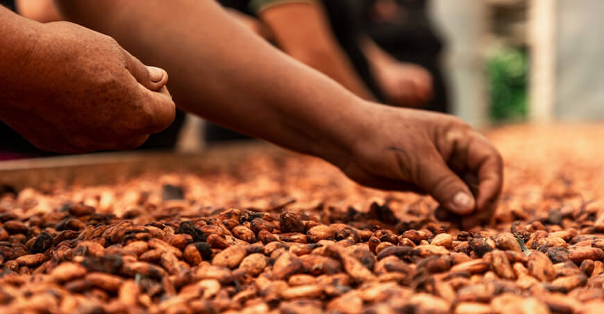 Cooperativa Agroecológica Cacaotera Poshini Vraem exportó cacao a Italia
