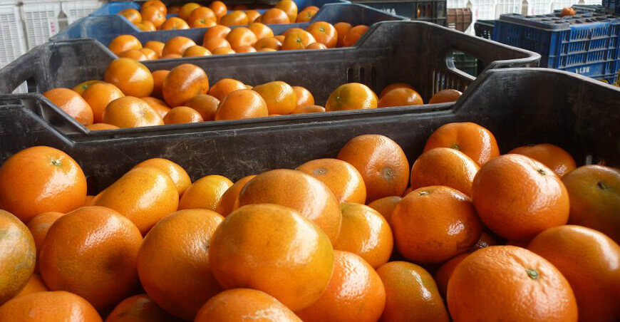 Perú exportación mandarinas peruanas