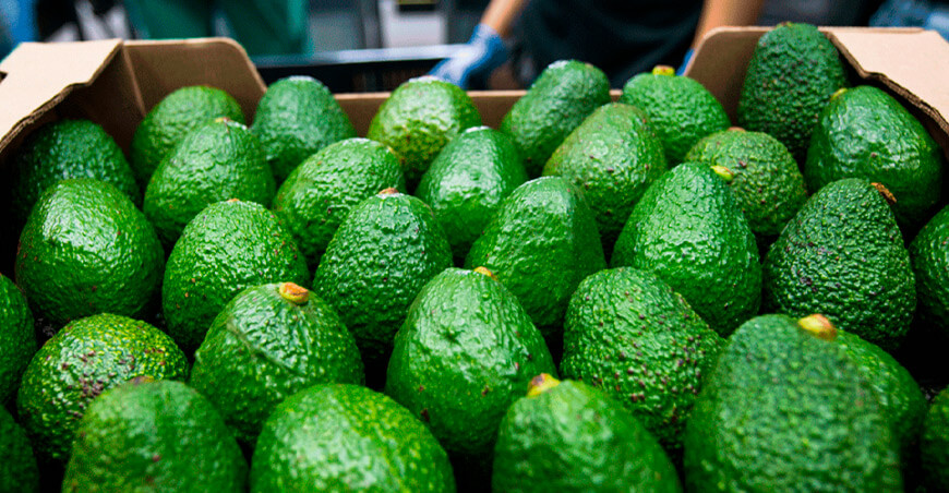 Perú exportación palta Hass peruanas