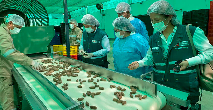 Perú envía su primer cargamento de pecanas a China