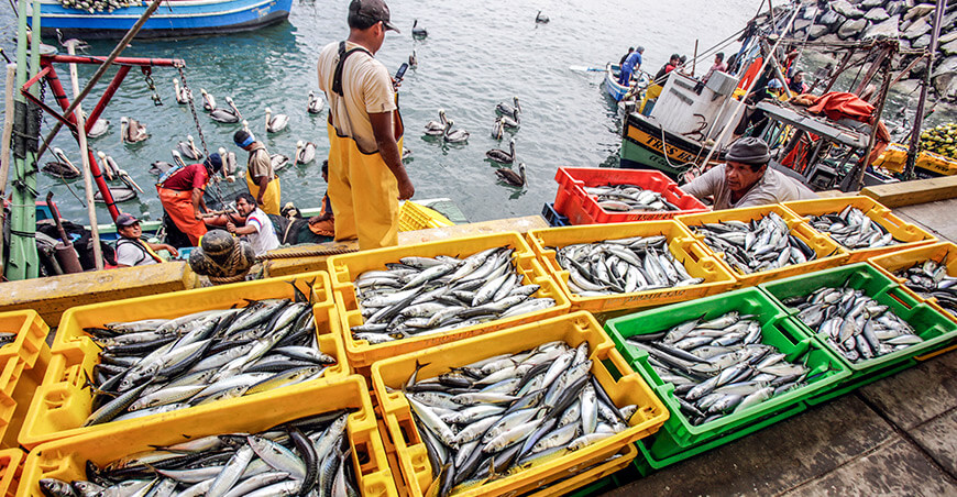 Perú asume presidencia del Subcomité de Comercio Pesquero del Comité de Pesca de la FAO
