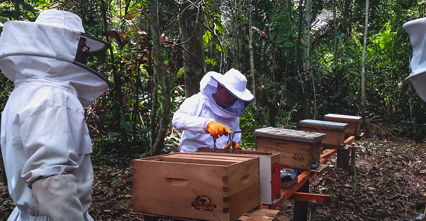 Conoce la abeja sin aguijón que produce miel medicinal en Ucayali Perú