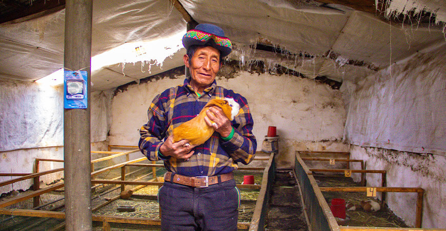 Avanza ejecución del Proyecto Cuyes en Santo Tomás de Pata Huancavelica Perú