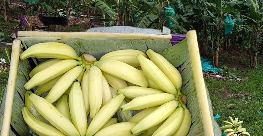 Plátanos del Vraem cautivaron a visitantes de la Expo Agraria