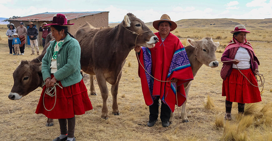 fortalecerán producción de ganado vacuno lechero en Alto Pichigua Procompite KANA Espinar Cusco