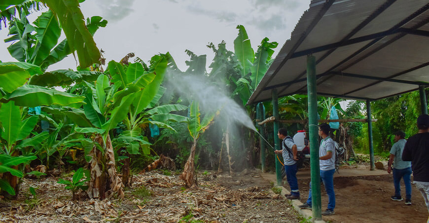 producción de cultivo de banano Piura Perú