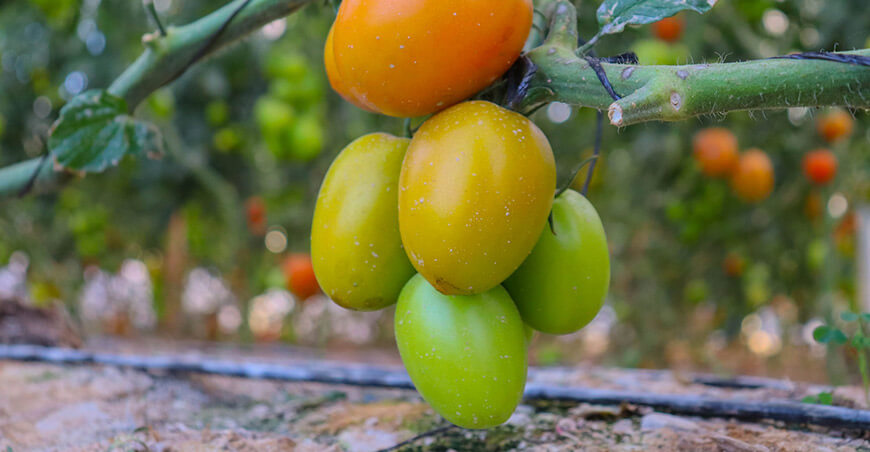 Inauguraron biohuertos para fortalecer producción de hortalizas en San Antonio Moquegua 