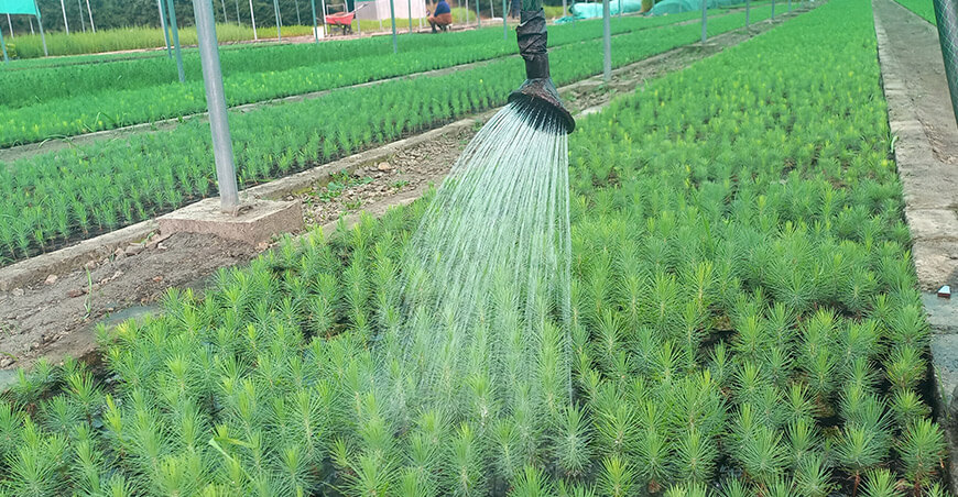 plantones pino reforestarán cabeceras de cuenca Cajamarca Perú