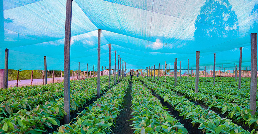 Proyecto agroforestal producción plantones en Santa Rosa Ayacucho Perú