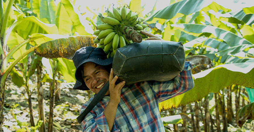 Producción de baby banano o bizcochito, alternativa de desarrollo para pequeños productores en Pango Junín Perú Provraem 