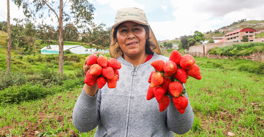 Productora fresas Perú