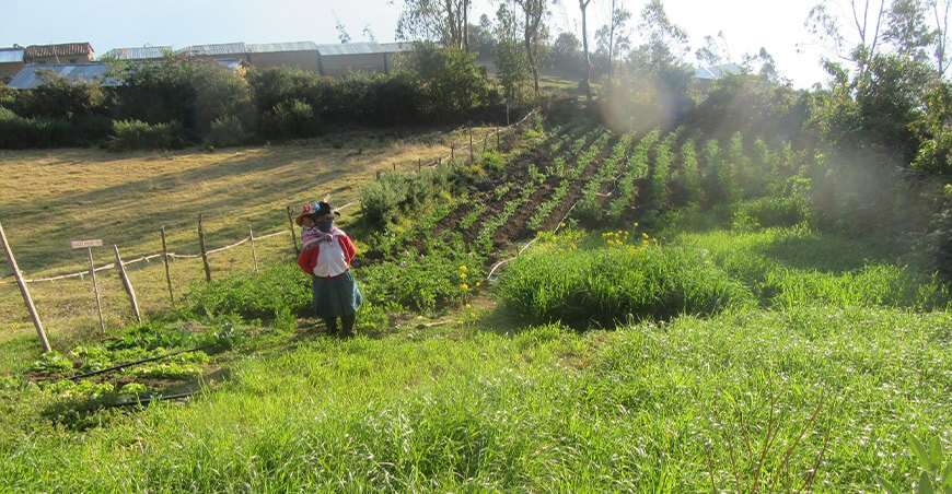 productora Surcubamba Tayacaja Huancavelica
