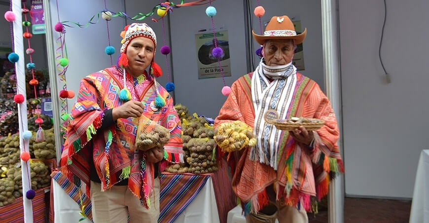 Urge el relevo generacional: En Pampacorral, distrito de Lares (Calca, Cusco), don Julio Hancco Mamani —reconocido conservacionista de papas nativas— transmite su conocimiento ancestral a su hijo Hernán Hancco Melo, como parte de un esfuerzo familiar por preservar, cultivar y transformar las papas nativas del Perú.