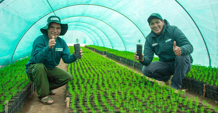 Proyecto forestal beneficiará a 1756 comuneros de Saurama Ayacucho PESCS Midagri Perú