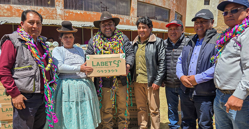Entregaron más de 5000 frascos de vitaminas para fortalecer crianza de alpacas Puno Perú