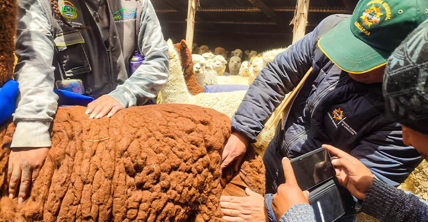 Impulsan registros genealógicos de alpacas para fortalecer el mejoramiento genético Arequipa Perú