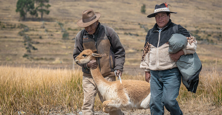 Vicuñas de Anapia fueron reubicadas a comités de Ácora y Mañazo Puno Perú