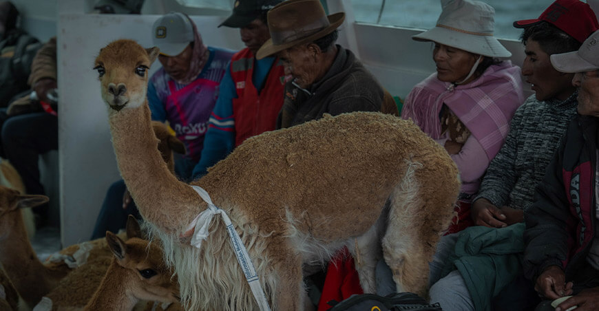 Vicuñas de Anapia fueron reubicadas a comités de Ácora y Mañazo Puno Perú