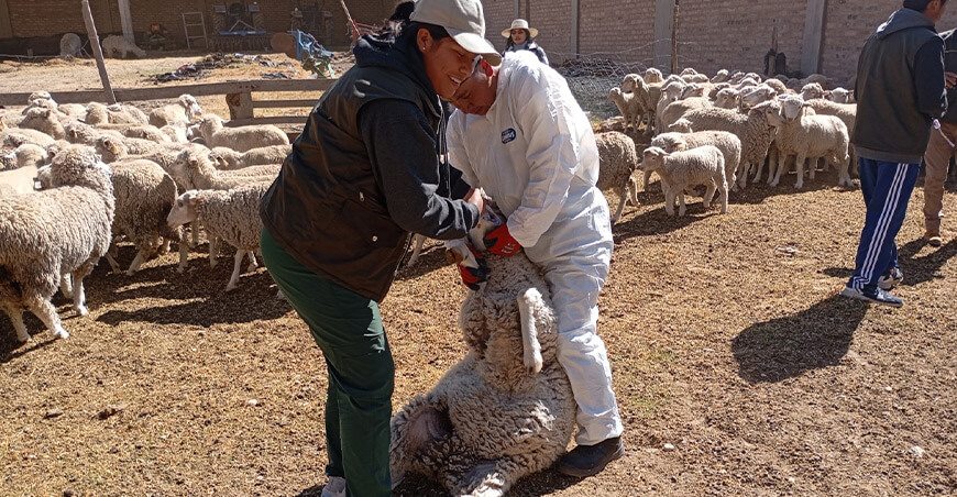 Refuerzan sanidad de 7900 ovinos en dos distritos de Jauja Junín Perú