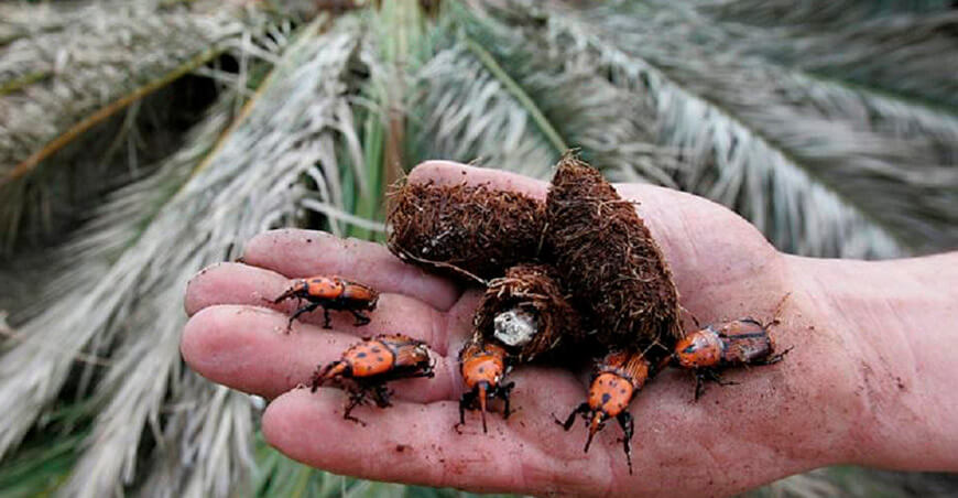 Senasa declara alerta fitosanitaria nacional por riesgo de ingreso del picudo rojo de las palmeras