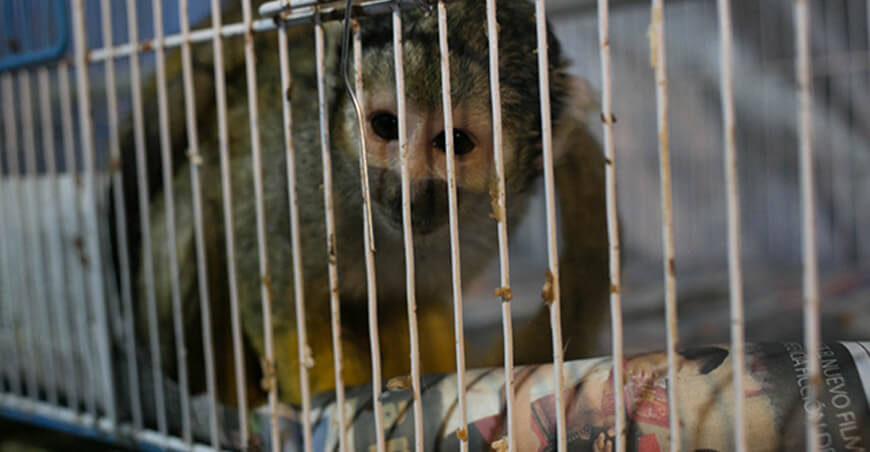 Serfor rescató 825 especímenes de fauna silvestre en Lima