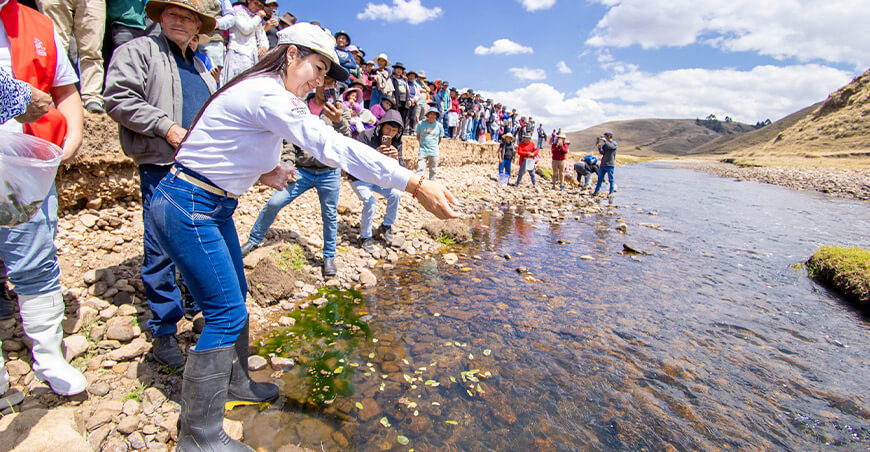 Repoblaron con 30 000 alevinos de trucha ríos de Incaraccay Ayacucho Perú