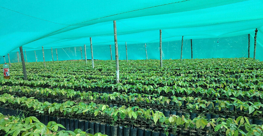 Devida impulsa la agroforestería en el Vraem con producción de plantones maderables