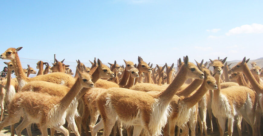 vicuñas Perú