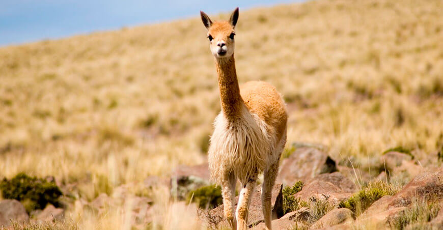 Vicuñas Perú