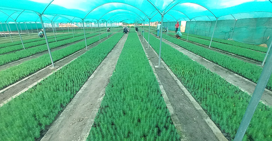  plantones pino reforestarán cabeceras de cuenca Cajamarca Perú