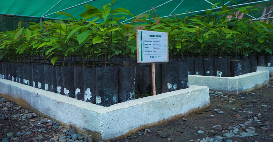 Vivero centralizado Massiapo Alto Inambari producirá 16 800 plantones frutales y forestales Puno Perú